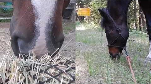 Kolya with Handy Haynet and grazing on grass