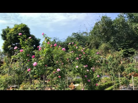 Video: Lưu_đẹp cho mùa hè. Cách che hoa hồng leo cho mùa đông