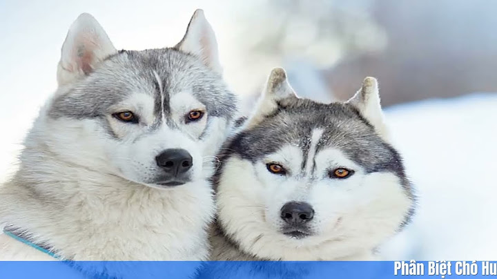 Chó alaska và husky khác nhau như thế nào