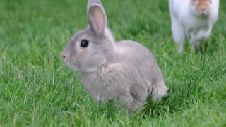 Video thumbnail of "Matt Pond PA — Rabbit (Official Video)"