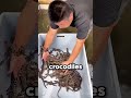 He Found Baby Crocodiles Inside His House 😳