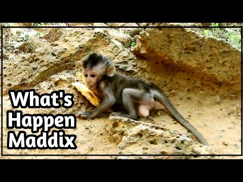 happy monkey münster speisekarte What's Happen Maddix, | Why Maddix Million Cry,