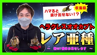 ⭐️⭐️ヘラクレス２亜種♂標本⭐️⭐️ ヘラクレス2亜種♂標本