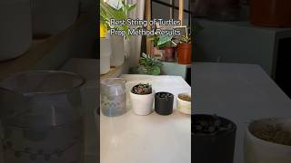 Best String of Turtles Prop Method #shorts #plants #houseplants #propagation