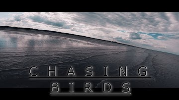 Chasing birds - calm - Cinematic FPV