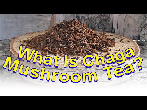 Chaga Mushroom Tea
