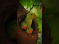 Cute Parrots🦜 with their babies #birds #parrots #shortvideo