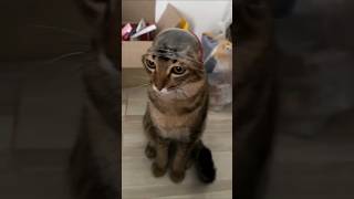 Funny Cats 😺 Episode 64 #Shorts