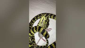 Jungle Carpet Python Eating