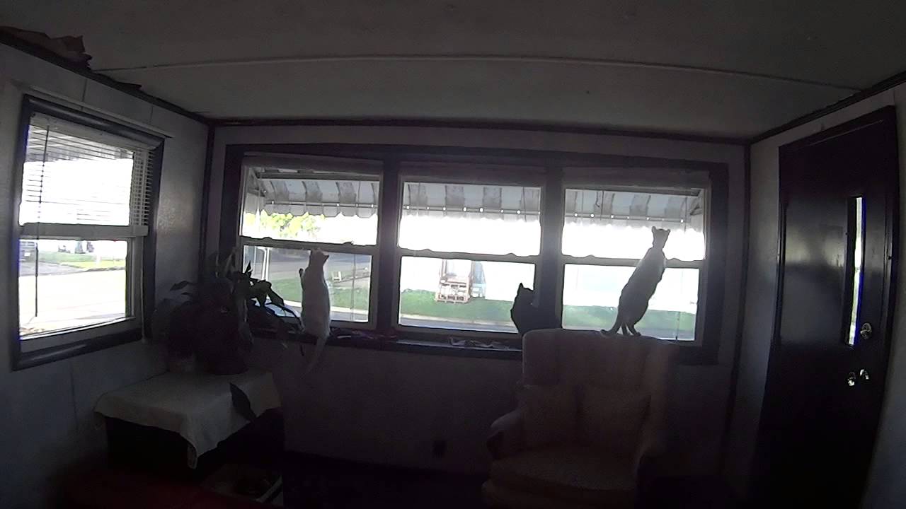 laughable lyrics Cat vs. Bird. Who will win? Watch to find out!