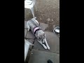 Service Dog in Training (SDiT) - Desensitization Training for Fearful or Previously Abused Dogs Service Dog in Training (SDiT) - Desensitization Training for Fearful or Previously Abused Dogs