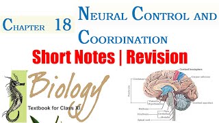 18. NEURAL CONTROL AND COORDINATION (Short Notes | Revision) | Class 11 Biology NCERT