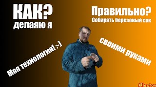 Как правильно собирать березовый сок? Лучший способ. Моя технология!