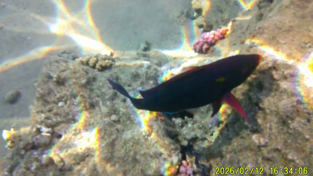 Šnorchlování v Siva Golden Bay Makadi 