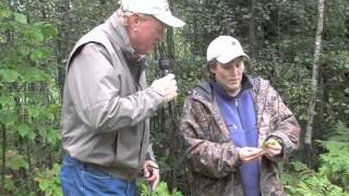 Ruffed Grouse Habitat