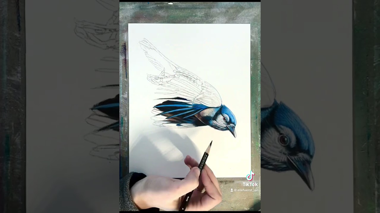 Drew a blue jay with Prismacolors 🐦💙 #bluejay #birds #pencilart #artist #colorpencil #wip #shorts