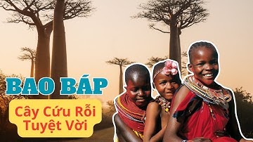 Cây Bao Báp: Cây Cứu Rỗi Tuyệt Vời Của Châu Phi
