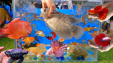 Tổng hợp các video cá cảnh đẹp, động vật dễ thương, cá phát tài đen, cá lia thia, cá bảy màu