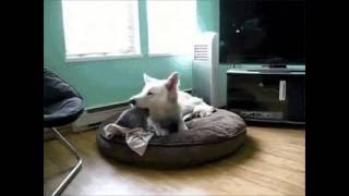 Собака чуть не съела котёнка! Собака чуть не съела котёнка!