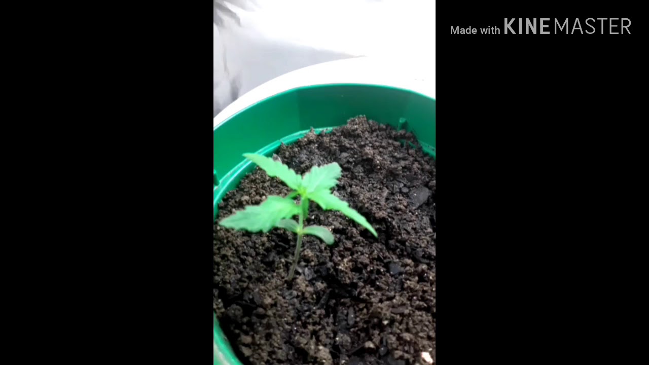 Cannabis Com duas semanas