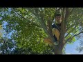 Deu ruim! Nosso boomerang caiu em cima de uma árvore