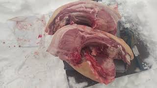 Свинка рекордсменка 200 кг мяса в 9 мес