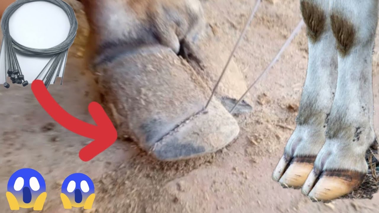 Cow Nail 🐄 📎 Removed For Wire // Hoof Trimming Of Cow ✂