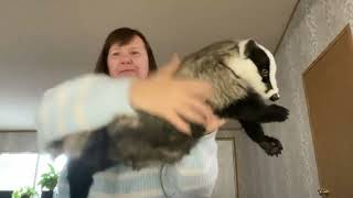 Badger realistic plush toy
