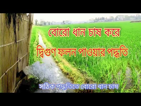 ভিডিও: তারা কি ক্যালিফোর্নিয়ায় ধান চাষ করে?