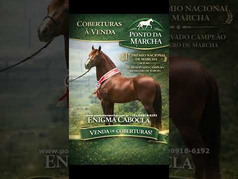 1 PRÊMIO NACIONAL DE MARCHA E BI-RESERVADO CAMPEÃO BRASILEIRO DE MARCHA - ENIGMA CABOCLA - COBERTURA