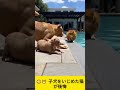 😳🐱 子犬をいじめた猫が後悔