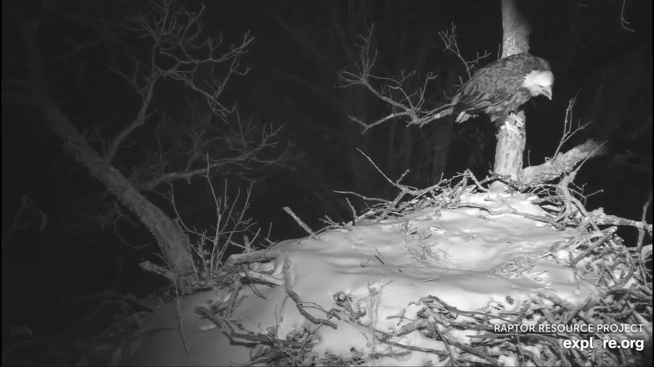 Decorah North Eagles Great Horned Owl attacks DNF 2/13/21 YouTube