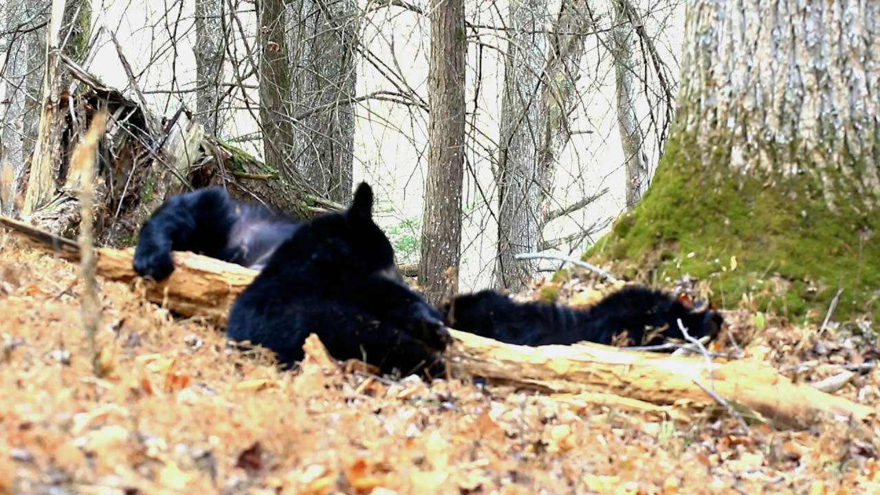 Mama Black Bear waking up her 2 cubs and playin touch paw wit each of ...