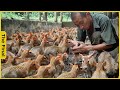 Mouse deer raise smallest deer in the world  how vietnamese farmers raise thousands of mouse deer