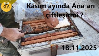 18.11.2025 Kovanın Önünde Ölü Arılar Var. Kasım Ayında Ana Arılar Çiftleşirmi ?