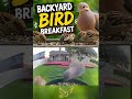 Backyard Bird Breakfast 🕊️🐦