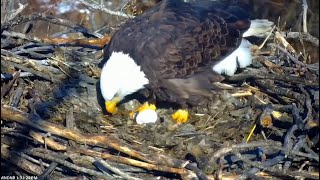 Minnesota DNR Eagles ~ We Have An Egg! Congratulations To Our DNR Couple!! 2.15.23