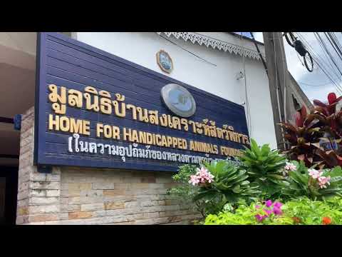 ทำบุญให้อาหารน้องหมา น้องแมว จ.นนทบุรี
