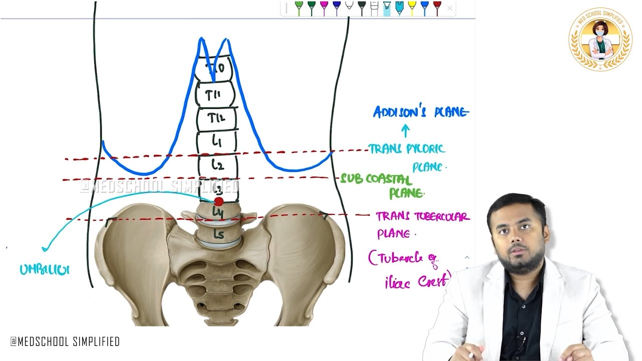 Pilvas 1. Introduction to Abdominal & Pelvic Cavities: Gross anatomy of ...