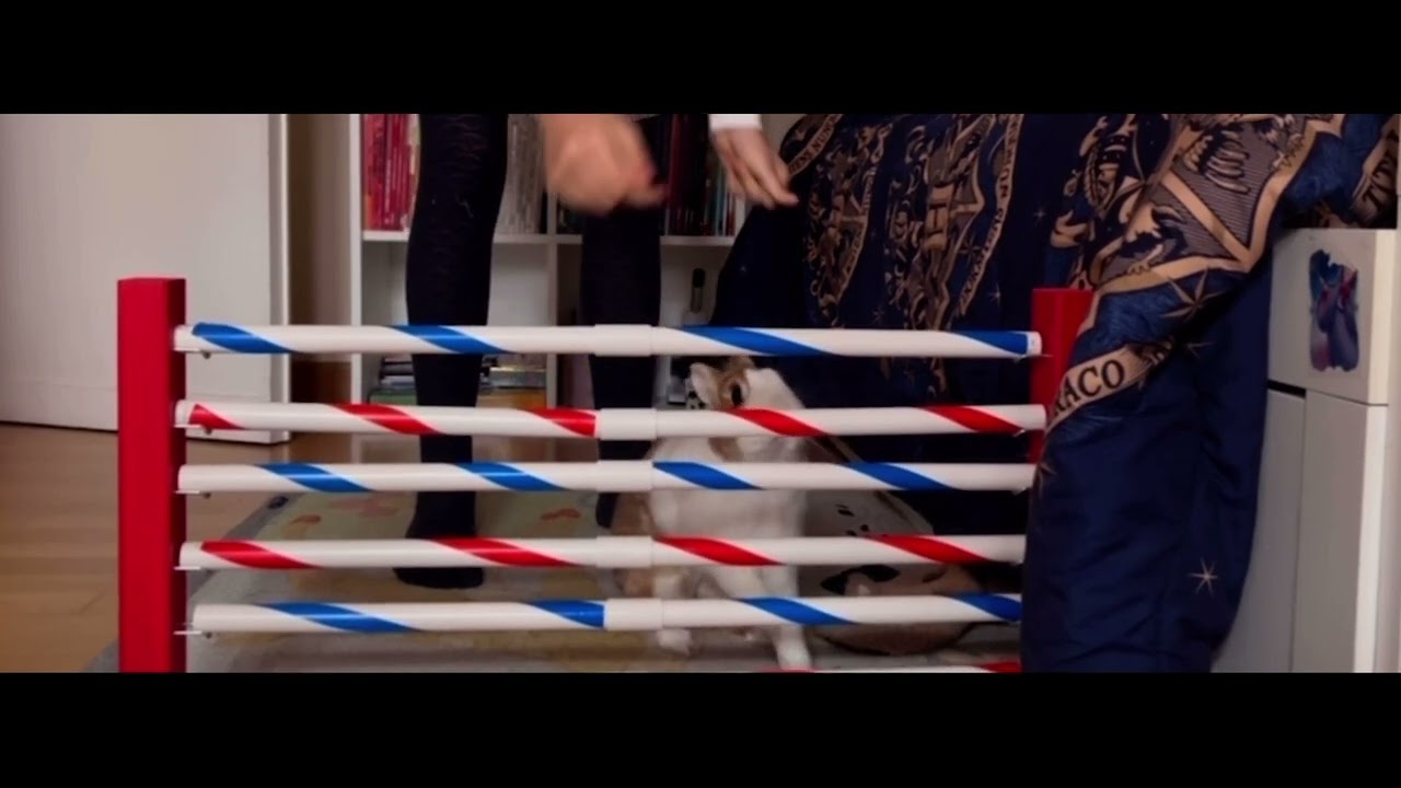 🏆We did it! 1 meter!!🏆~#rabbit🐰~#cute☺️~#future🎥~#champion🏆 ️ ️🔝 - YouTube