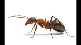Ant Simulator Project