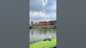 Hồ câu cá mè, tra, chim tại Sài Gòn #fishing #cauca