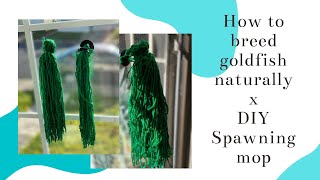 How to breed goldfish naturally & DIY spawning mops