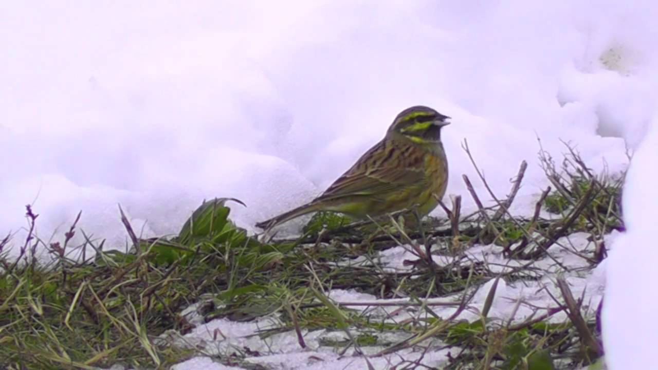 Bruant zizi - Emberiza cirlus - EPFL