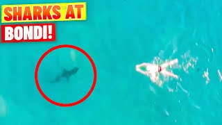 Shark sneaks up on swimmer at Bondi Beach!
