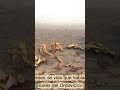 🌍“Hace 444 Millones de Años La Tierra se Congeló y la Vida Colapsó” #documentary #extinction #parati