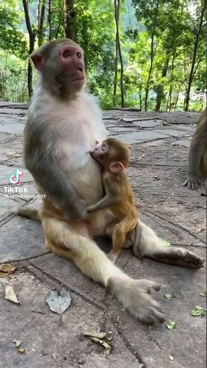 NYANI ANYONYESHA KAMA MTU