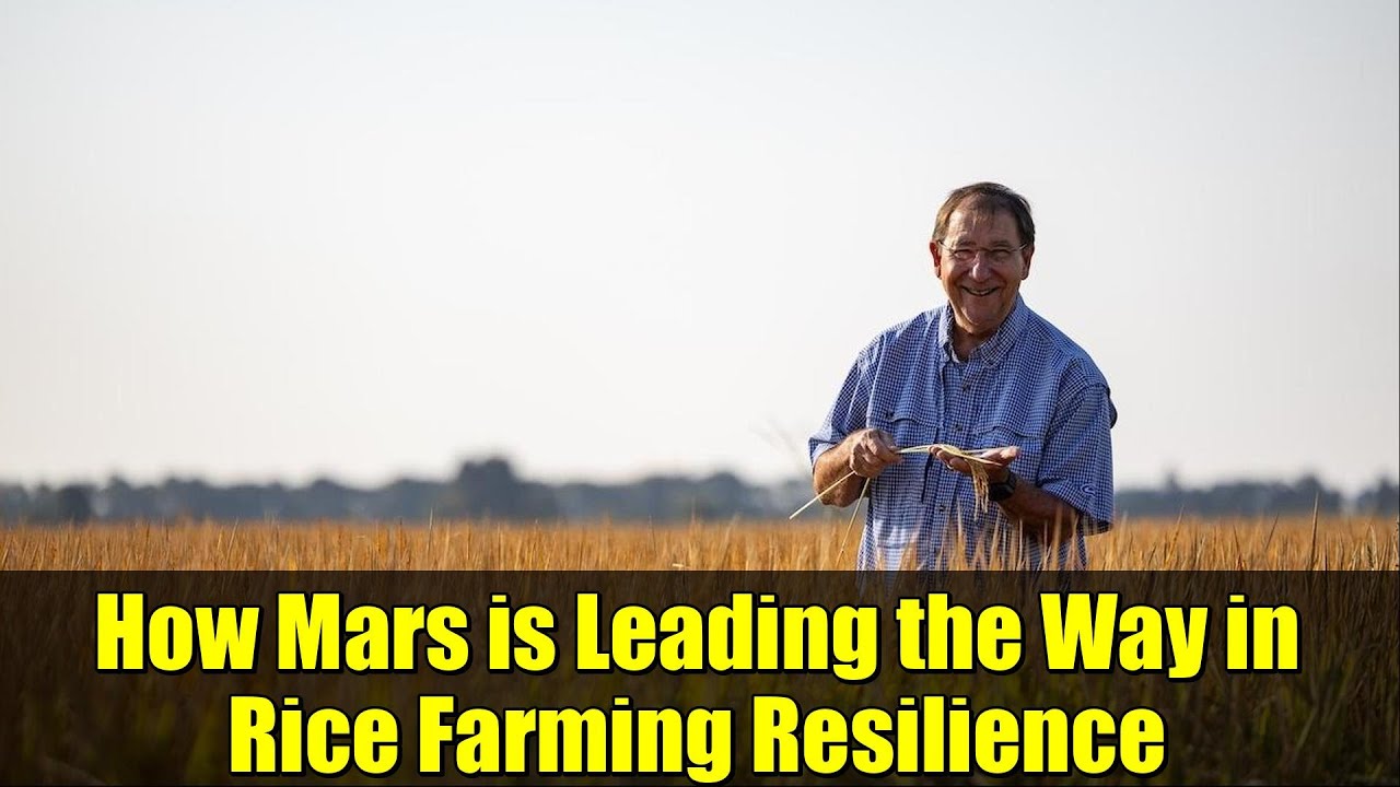 How Mars is Leading the Way in Rice Farming Resilience