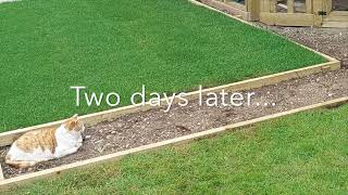 How to make a timber edged gravel path (and the easiest way to lay turf...)