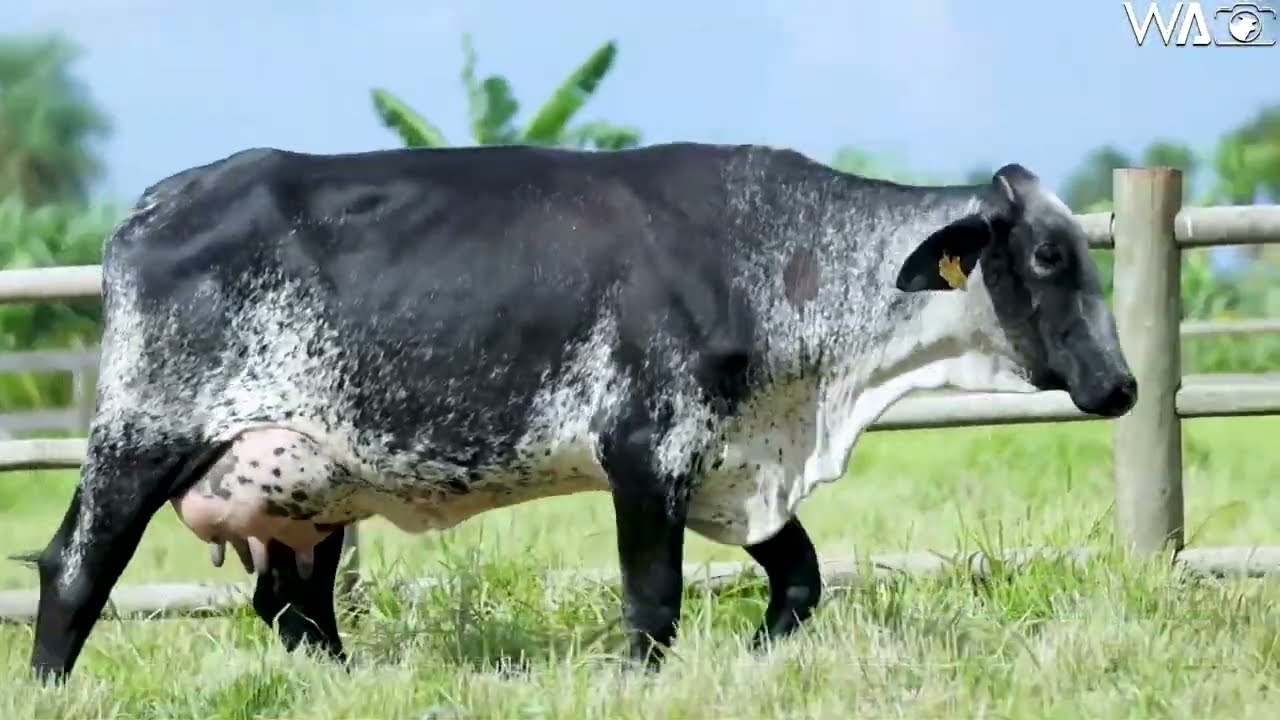 LOTE 23 - REM MELANINA FIV DAWSON - Leilão Gir e Girolando Genética Aditiva - EXPOGRANDE 2023